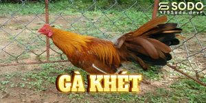 Gà Khét