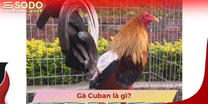 Gà Cuban là gì?