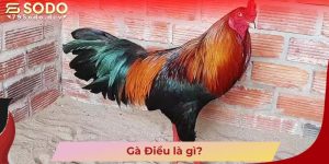 Gà Điều là gì?