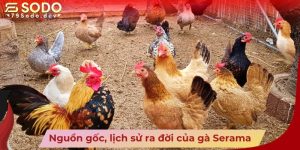 Nguồn gốc, lịch sử ra đời của gà Serama