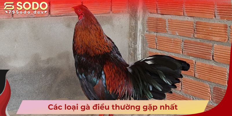 Các loại gà điều thường gặp nhất 