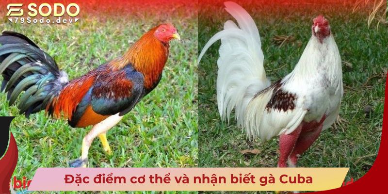 Đặc điểm cơ thể và nhận biết gà Cuba