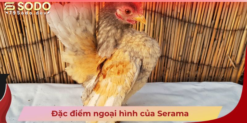 Đặc điểm ngoại hình của Serama