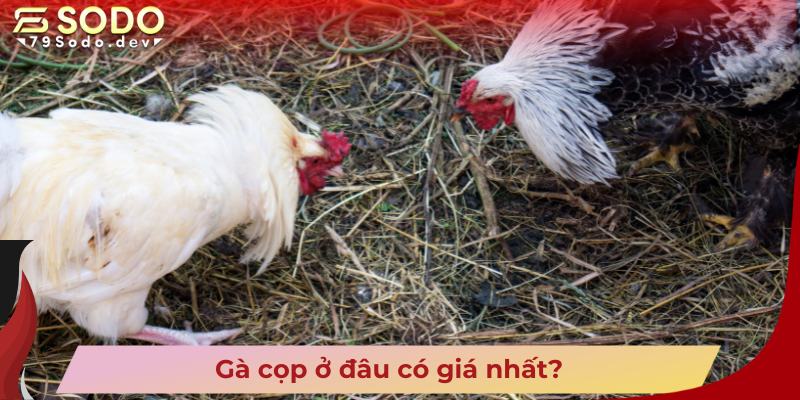 Gà cọp ở đâu có giá nhất?