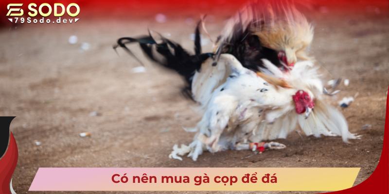 Có nên mua gà cọp để đá