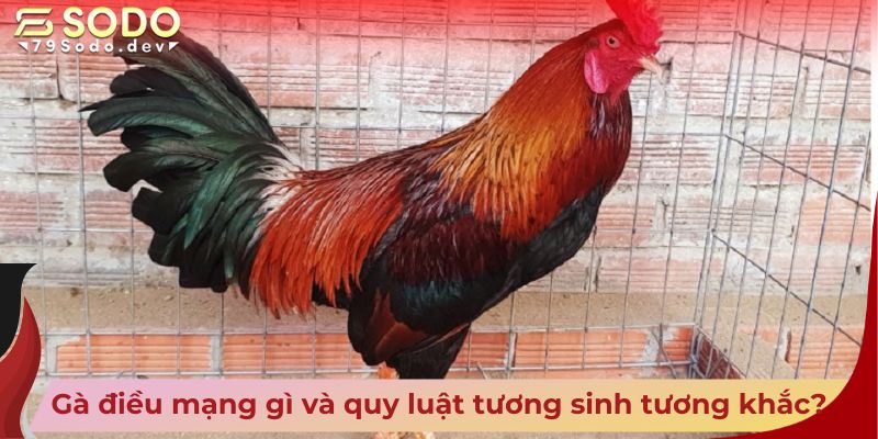 Gà điều mạng gì và quy luật tương sinh tương khắc?