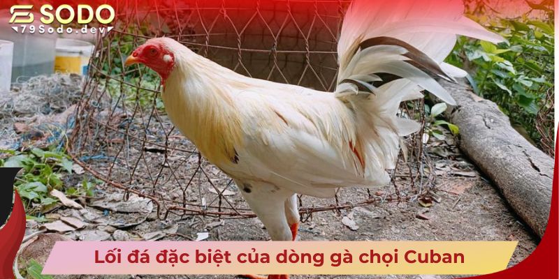 Lối đá đặc biệt của dòng gà chọi Cuban