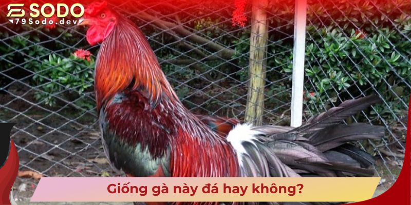 Giống gà này đá hay không?