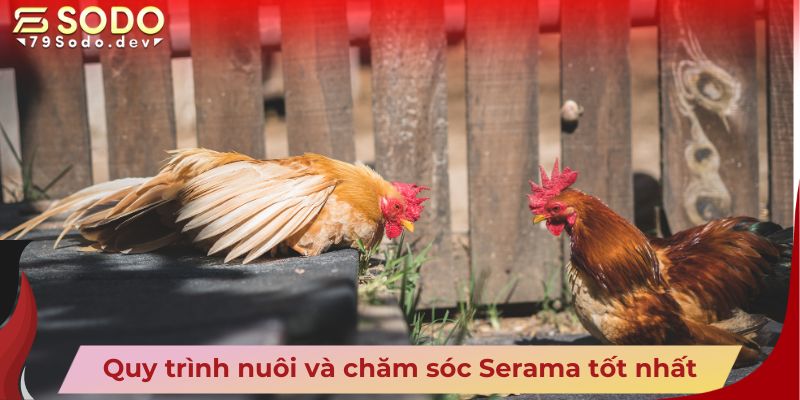 Quy trình nuôi và chăm sóc Serama tốt nhất