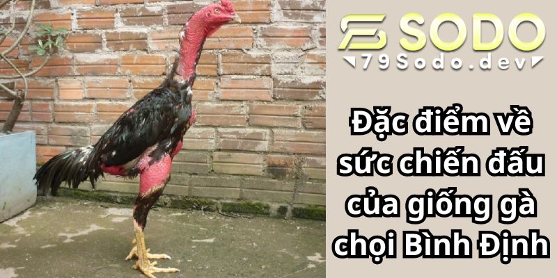 Đặc điểm về sức chiến đấu của giống gà chọi Bình Định