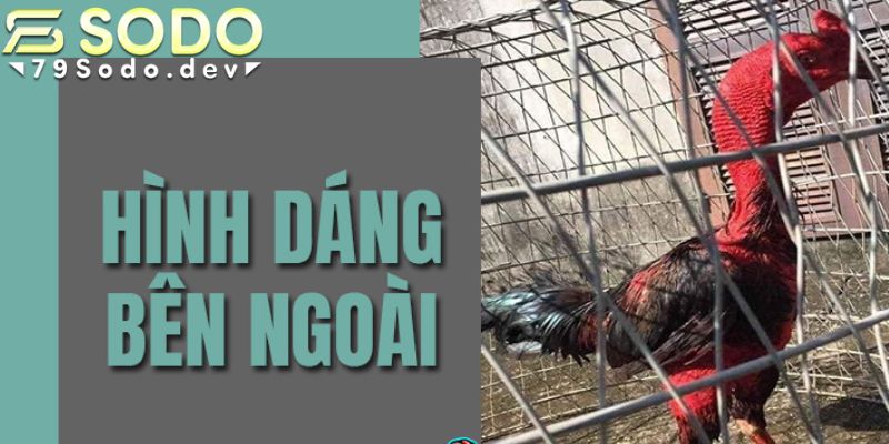 Đặc điểm về hình dáng của gà chọi Thái Bình