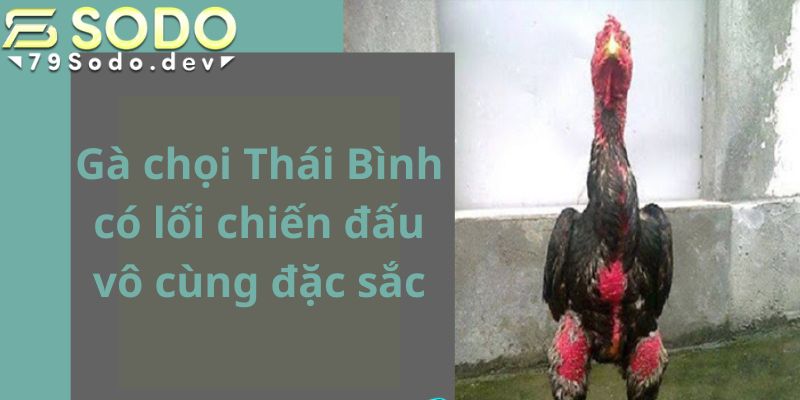 Gà chọi Thái Bình có màu lông đa dạng