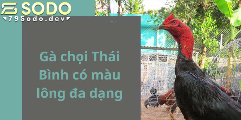 Gà chọi Thái Bình có lối chiến đấu vô cùng đặc sắc