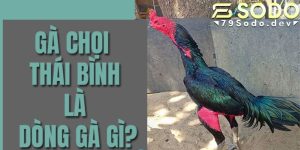 Sơ lược về gà chọi Thái Bình