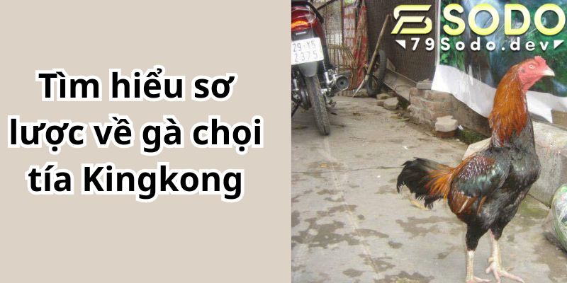 Tìm hiểu sơ lược về gà chọi tía Kingkong