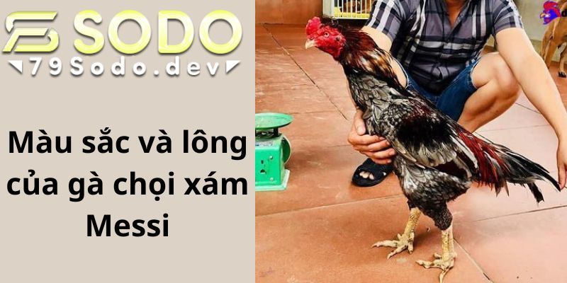 Màu sắc và lông của gà chọi xám Messi