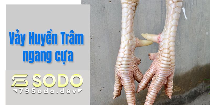 Vảy gà Huyền Trâm ngang cựa