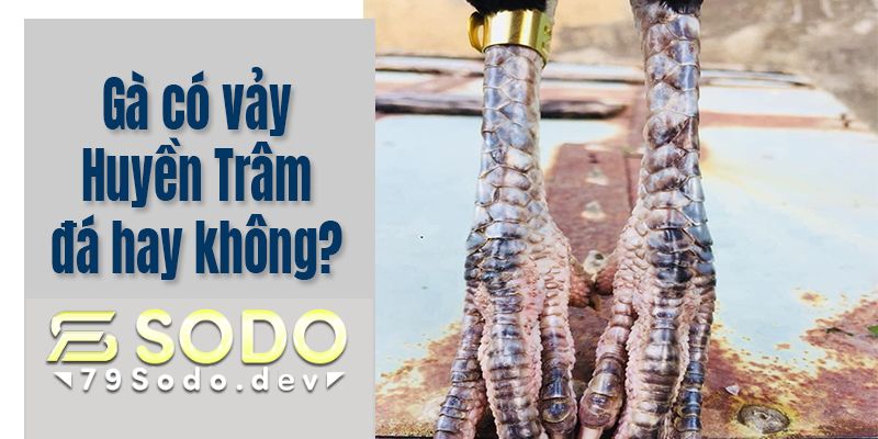 Những chiến kê có vảy gà Huyền Trâm đá tốt không?