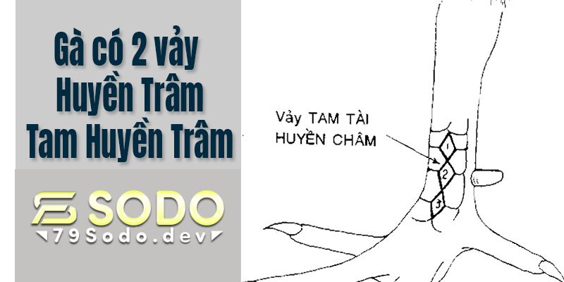 Gà có 2 vảy Huyền Trâm – Tam Huyền Trâm