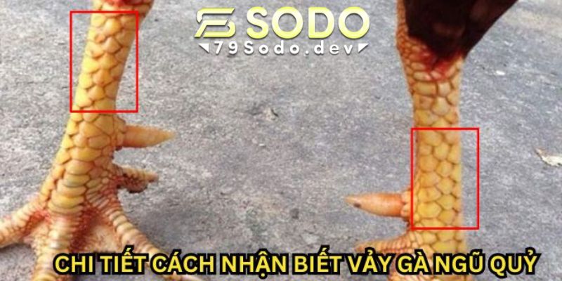 Cách nhận biết vảy gà ngũ quỷ