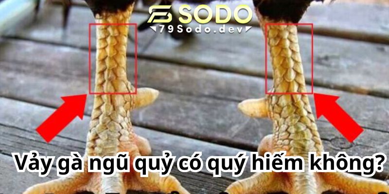 Vảy gà ngũ quỷ có quý hiếm không?