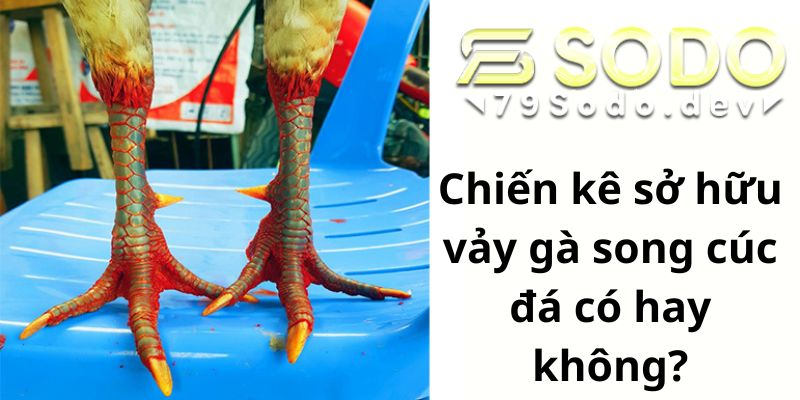 Chiến kê sở hữu vảy gà song cúc đá có hay không?