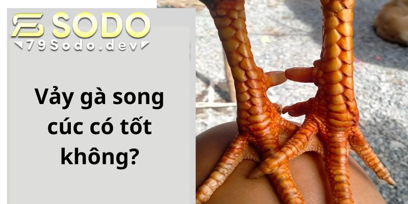 Vảy gà song cúc có tốt không?