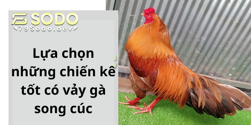 Lựa chọn những chiến kê tốt có vảy gà song cúc