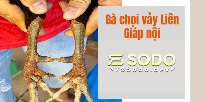 Gà vảy liên giáp nội