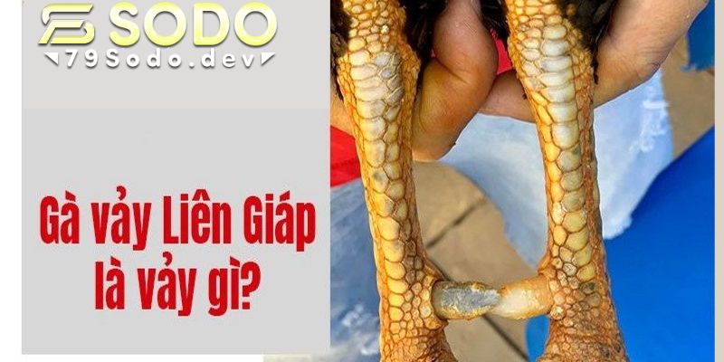 Vảy liên giáp là gì?